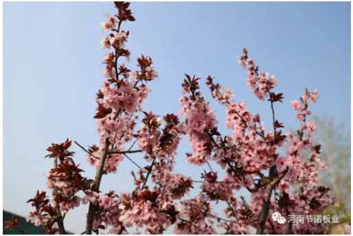 春暖花開(kāi)，滿(mǎn)枝頭